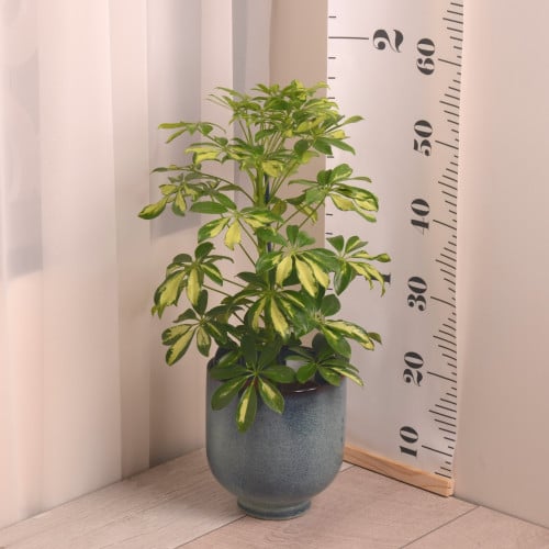 شفليرا مبرقشة Schefflera