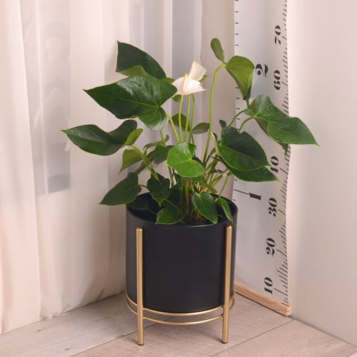 انثوريوم أبيض  Anthurium  مع حوض أسود معدن