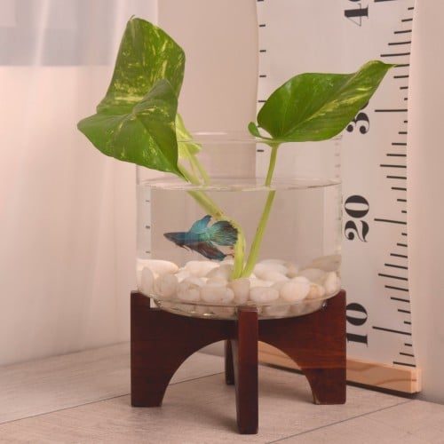 سمكة الفايتر مع بوتس في وعاء زجاجي(من ويست الم)