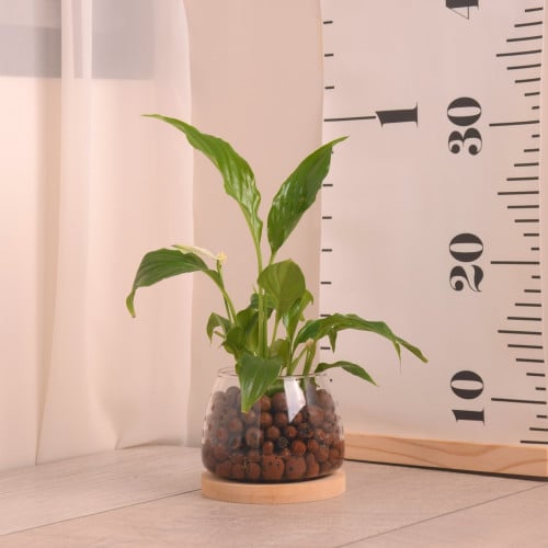 نبتة مع وعاء زجاجي بدون تربة