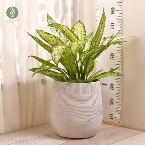 دفنباخيا فيسفوس Diffenbachia Vesuvius