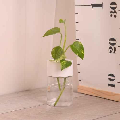 وعاء تجذير بلاستيك