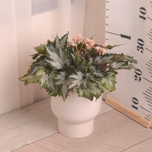 بيقونيا Begonia