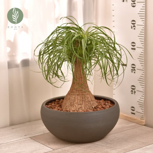 نولينا أو  رجل الفيل Beaucarena