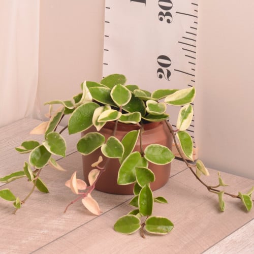 هويا متسلقة