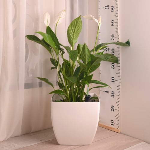 زنبقة السلام كبيرة مع حوض ري ذاتي