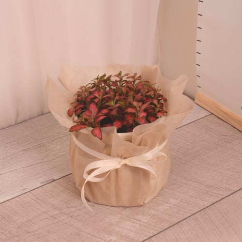 فيتونيا أحمر مع حوض سيراميك بيج