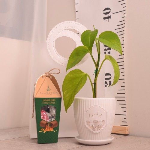 نبتة بوتس بأصيص أبيض مع علبة شوكولاتة هدية العيد