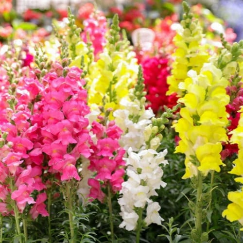 زهور فم السمكة Snapdragon Seeds - Maximum Mix ( 2 جرام )