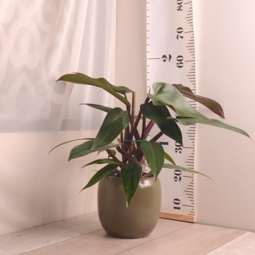 فيلودندرون روبي