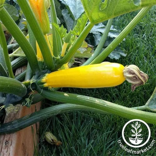 كوسا أصفر  Squash Seeds - Summer - Zucchini Golden Glory Hybrid ( 1 جرام=11بذرة  )
