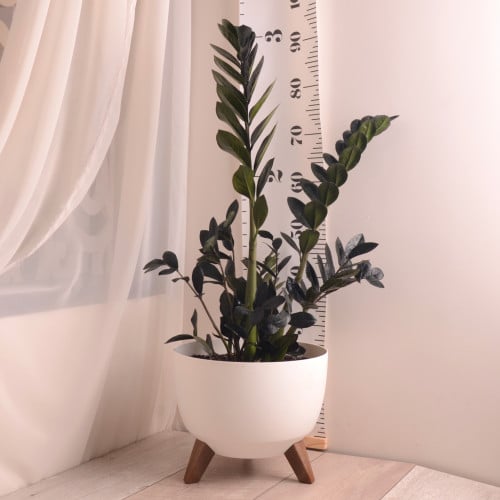 زاميا أسود بلاك ريفن  مع حوض أنيق بأرجل