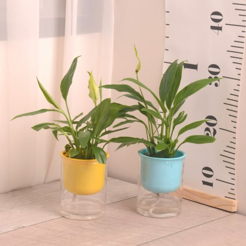 زنبقة السلام مع حوض ري ذاتي صغير