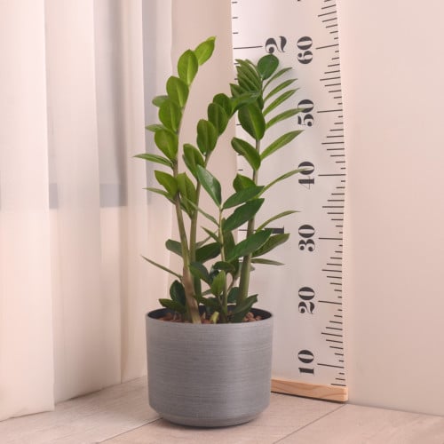 زاميا مع حوض رمادي بلاستيك