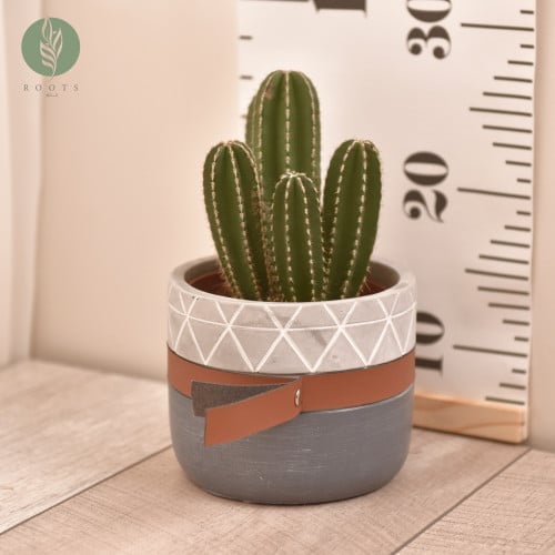 صبار هولندي  Cactus Holland