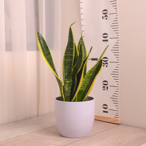 سنسفريا تريف اصفر  مع حوض سيراميك أبيض Sansveria Trif . Yellow جلد النمر