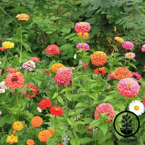 زهور الزينيا المنوعة Zinnia Seeds - California Giant Mix ( 1 جرام )