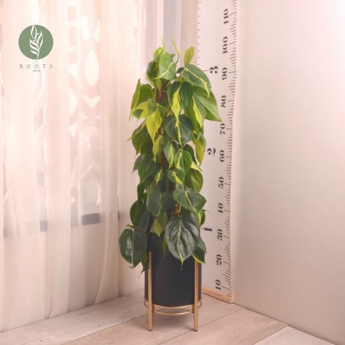 فيلودندرون برازيل متسلق