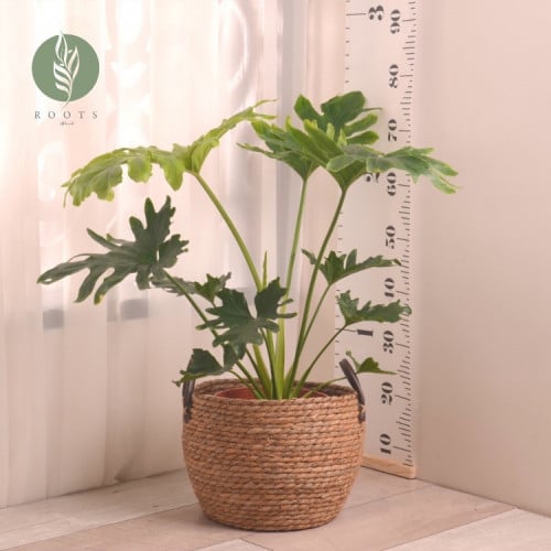 فيلودندرون سيللوم Philodendron Selloum
