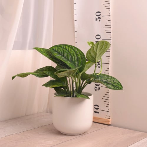 سكندابسس ماربل بلانت