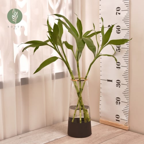 وعاء زجاجي بقاعدة سوداء