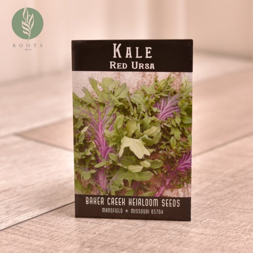 كيل kale red ursa