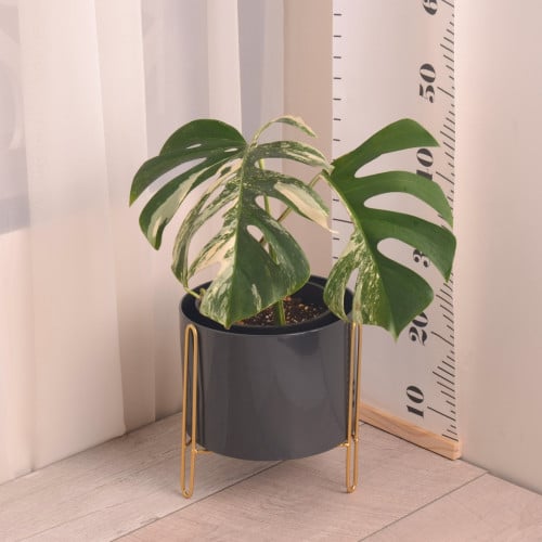 مونستيرا مبرقشة غصن