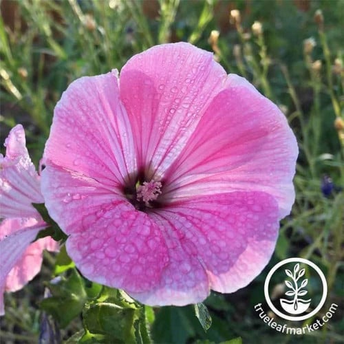 زهور لافاتيرا الوردية   Rose Mallow Seeds  ( 2 جرام )
