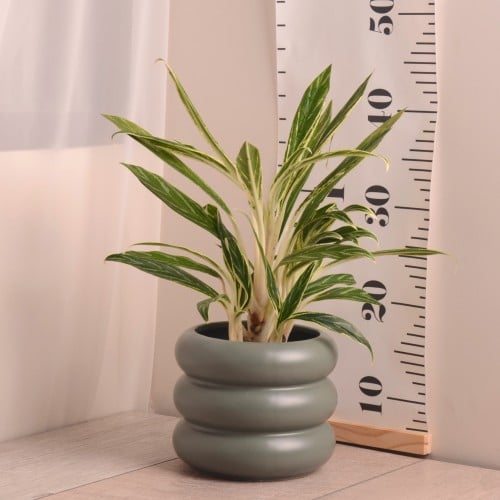 أجلونيما الصغيرة البيضاءWhite miniature