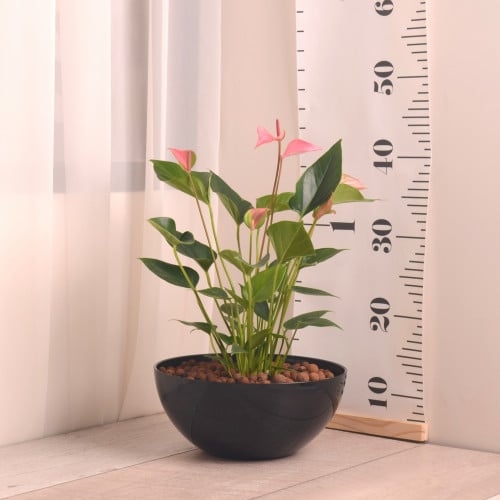 انثوريوم مع حوض دائري