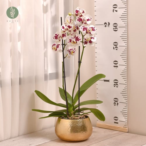 اوركيد Orchid