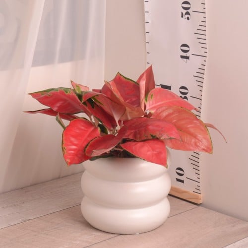 أجلونيما حمراء Aglaonema Red Sword