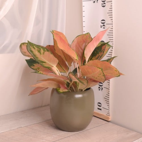 أجلونيما وردية aglaonema spitfr