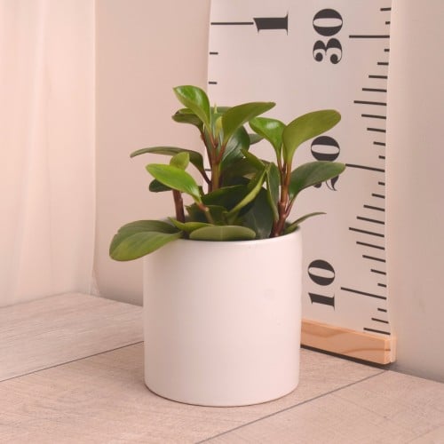 ببروميا مع حوض سيراميك أبيض