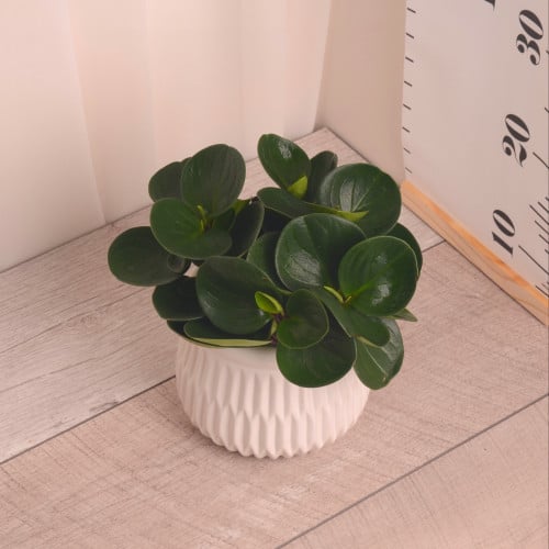 ببروميا pepromia