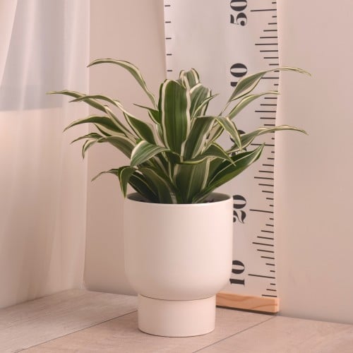 دراسينا النجمة البيضاء