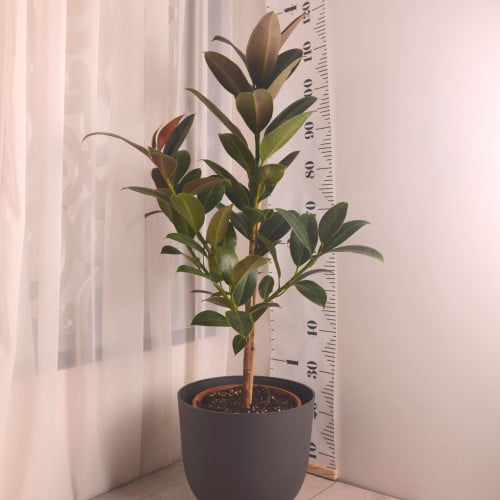 فيكس كاستفيولا