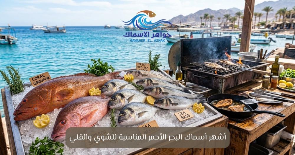 أشهر أسماك البحر الأحمر المناسبة للشوي والقلي