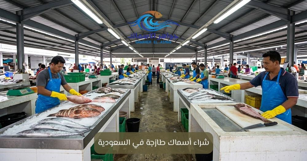 شراء أسماك طازجة في السعودية - جواهر الاسماك