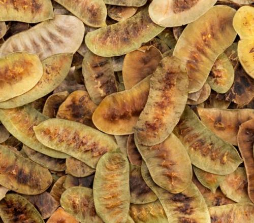 عشبة العشرق