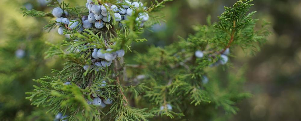 أشجار العرعر  واستخداماتها