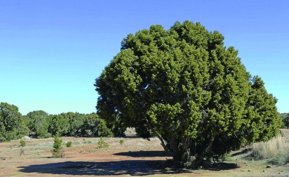 أشجار العرعر: دراسة شاملة حول أنواعها، استخداماتها، وفوائدها
