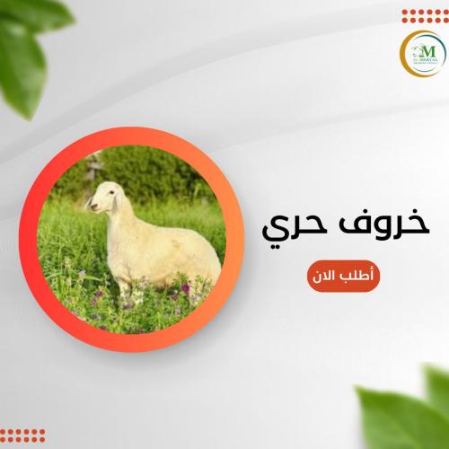 خروف حري بلدي