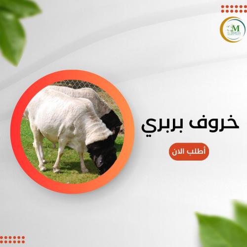 خروف بربري مربى