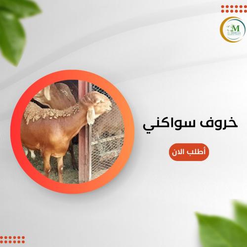 خروف سواكني مربى