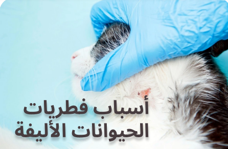 اسباب فطريات الحيوانات الأليفة
