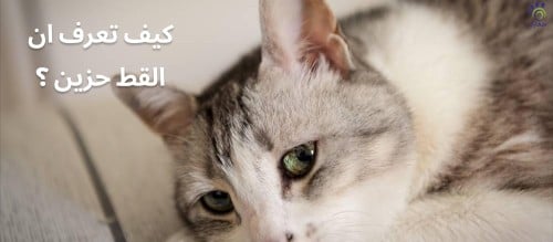 كيف تعرف ان القط حزين؟