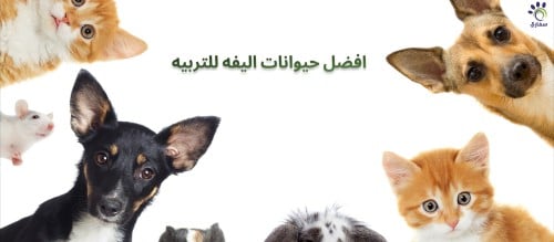 افضل حيوانات اليفه للتربيه تعرف عليها الان من متجر سفاري