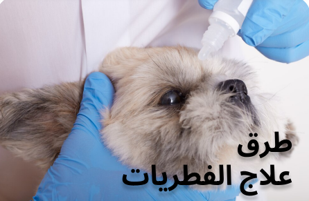 تعرف علي طرق علاج فطريات الحيوانات الأليفة