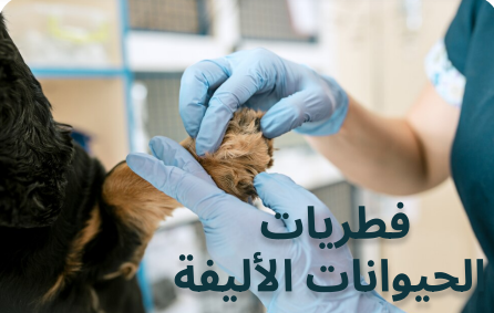 ماهي فطريات الحيوانات الأليفة واسبابها ؟